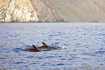 A pod of approximately 200 melon-headed whales (Peponocephala electra) encountered off the island of Brava, Cape Verde Islands, in the north Atlantic Ocean