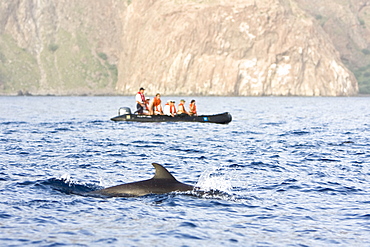 A pod of approximately 200 melon-headed whales (Peponocephala electra) encountered off the island of Brava, Cape Verde Islands, in the north Atlantic Ocean