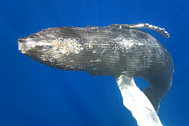 Curious sub-adult female humpback whale (Megaptera novaeangliae) interacting by rolling and approaching time and again in the AuAu Channel, Maui, Hawaii. Pacific Ocean.   (RR)