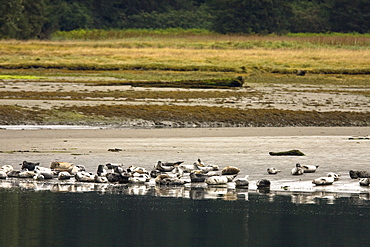 Harbor seals (Phoca vitulina) hauled out and resting on the beach at low tide in Crab Bay on Chichagof Island, Southeast Alaska, USA. Pacific Ocean