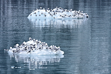 Black-legged Kittiwakes (Rissa tridactyla) resting on ice calved from glaciers in Glacier Bay National Park, Southeast Alaska, USA