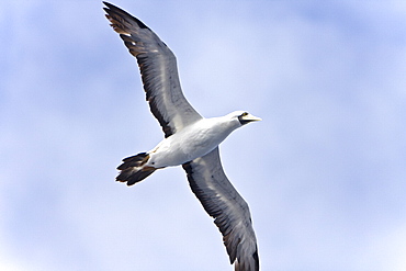 An adult masked booby (Sula dactylatra) following the National Geographic Endeavour in the tropical South Atlantic Ocean off the coast of Brazil