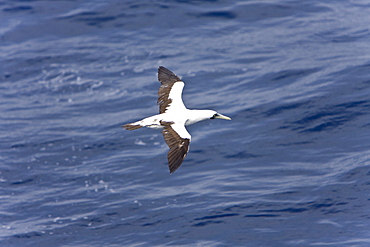 An adult masked booby (Sula dactylatra) following the National Geographic Endeavour in the tropical South Atlantic Ocean off the coast of Brazil