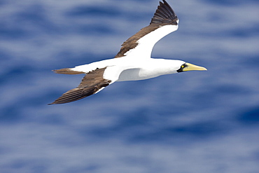 An adult masked booby (Sula dactylatra) following the National Geographic Endeavour in the tropical South Atlantic Ocean off the coast of Brazil