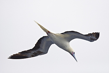 An adult Red-footed booby (Sula sula) following the National Geographic Endeavour in the tropical South Atlantic Ocean off the coast of Brazil