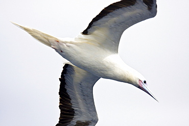 An adult Red-footed booby (Sula sula) following the National Geographic Endeavour in the tropical South Atlantic Ocean off the coast of Brazil