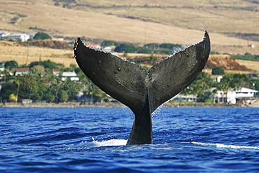 Adult humpback whale (Megaptera novaeangliae) tail-slapping off Mala Wharf in the AuAu Channel, Maui, Hawaii, USA. Pacific Ocean.