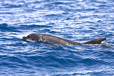 Offshore type bottlenose dolphins (Tursiops truncatus) surfacing near Porto Novo, Santo Antao, Cape Verde Islands, Atlantic Ocean