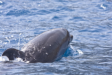 Offshore type bottlenose dolphins (Tursiops truncatus) surfacing near Porto Novo, Santo Antao, Cape Verde Islands, Atlantic Ocean