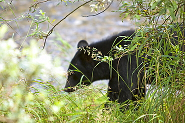 A young black bear (Ursus americanus) foraging near Mendenhall Glacier Park just outside of Juneau, on the Alaska mainland in Southeast Alaska, USA, Pacific Ocean