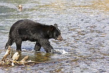 A young black bear (Ursus americanus) foraging near Mendenhall Glacier Park just outside of Juneau, on the Alaska mainland in Southeast Alaska, USA, Pacific Ocean