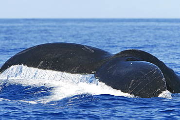 Adult humpback whale (Megaptera novaeangliae) fluke-up dive in the AuAu Channel, Maui, Hawaii, USA. Pacific Ocean.