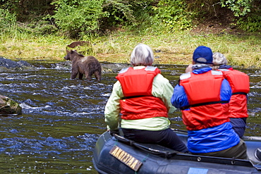 A young Brown Bear (Ursus arctos) fishing for pink salmon near the salmon weir at Pavlof Harbor on Chichagof Island in Southeast Alaska, USA. Pacific Ocean