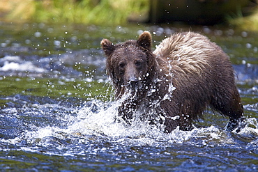 A young Brown Bear (Ursus arctos) fishing for pink salmon near the salmon weir at Pavlof Harbor on Chichagof Island in Southeast Alaska, USA. Pacific Ocean