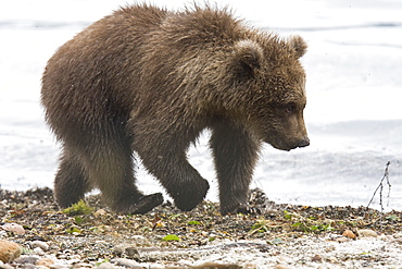 Mother brown bear (Ursus arctos) with cub at the Brooks River in Katmai National Park near Bristol Bay, Alaska, USA. Pacific Ocean