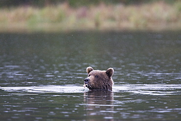 Adult brown bear (Ursus arctos) foraging for dying sockeye salmon at the Brooks River in Katmai National Park near Bristol Bay, Alaska, USA. Pacific Ocean