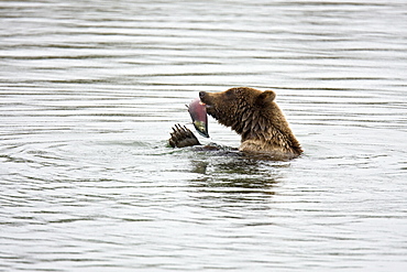 Adult brown bear (Ursus arctos) foraging for dying sockeye salmon at the Brooks River in Katmai National Park near Bristol Bay, Alaska, USA. Pacific Ocean