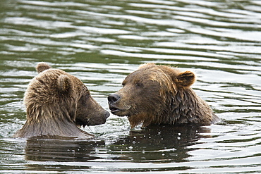 Mother brown bear sow (Ursus arctos) mock fighting with her two-year old cub at the Brooks River in Katmai National Park near Bristol Bay, Alaska, USA. Pacific Ocean