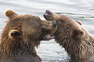 Mother brown bear sow (Ursus arctos) mock fighting with her two-year old cub at the Brooks River in Katmai National Park near Bristol Bay, Alaska, USA. Pacific Ocean