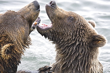 Mother brown bear sow (Ursus arctos) mock fighting with her two-year old cub at the Brooks River in Katmai National Park near Bristol Bay, Alaska, USA. Pacific Ocean