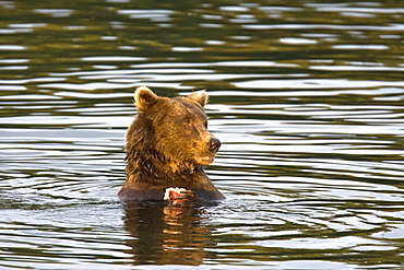 Mother brown bear sow (Ursus arctos) feeding near her two year-old cub at the Brooks River in Katmai National Park near Bristol Bay, Alaska, USA. Pacific Ocean