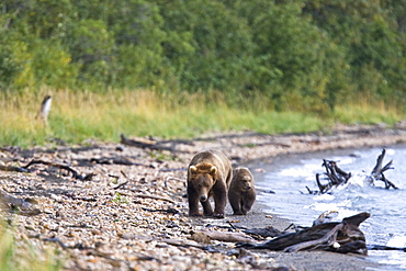 Mother and cub brown bear (Ursus arctos) walking the beach at the Brooks River in Katmai National Park near Bristol Bay, Alaska, USA. Pacific Ocean