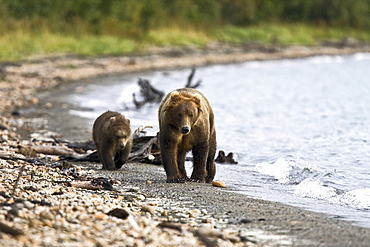 Mother and cub brown bear (Ursus arctos) walking the beach at the Brooks River in Katmai National Park near Bristol Bay, Alaska, USA. Pacific Ocean