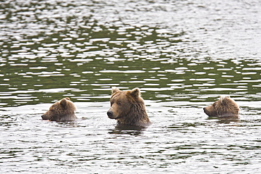 Mother brown bear (Ursus arctos) with two cubs foraging for sockeye salmon at the Brooks River in Katmai National Park near Bristol Bay, Alaska, USA. Pacific Ocean