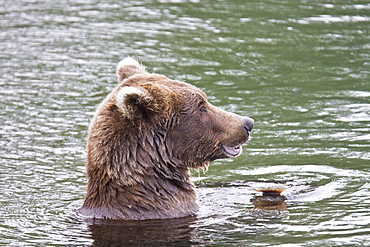 Mother brown bear (Ursus arctos) foraging for sockeye salmon with two year-old cub at the Brooks River in Katmai National Park near Bristol Bay, Alaska, USA. Pacific Ocean