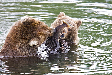 Mother brown bear (Ursus arctos) foraging for sockeye salmon with two year-old cub at the Brooks River in Katmai National Park near Bristol Bay, Alaska, USA. Pacific Ocean