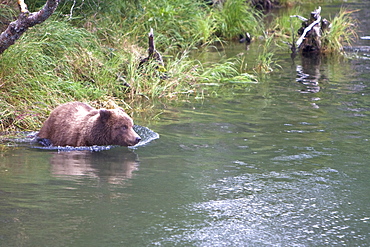 Adult brown bear (Ursus arctos) foraging for dying sockeye salmon at the Brooks River in Katmai National Park near Bristol Bay, Alaska, USA. Pacific Ocean