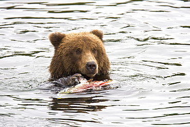 Adult brown bear (Ursus arctos) foraging for dying sockeye salmon at the Brooks River in Katmai National Park near Bristol Bay, Alaska, USA. Pacific Ocean