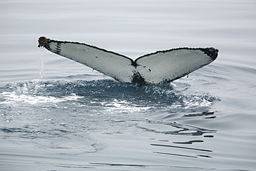 Adult humpback whale (Megaptera novaeangliae) fluke-up dive in Dallmann Bay near the Antarctic Peninsula.