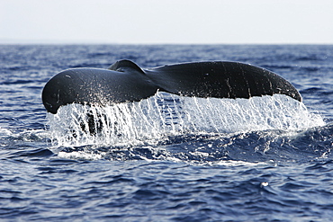 Adult humpback whale (Megaptera novaeangliae) fluke-up dive in the AuAu Channel, Maui, Hawaii, USA. Pacific Ocean.