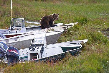 Two curious brown bear cubs (Ursus arctos), inspecting and gnawing on park ranger and service boats at the Brooks River in Katmai National Park near Bristol Bay, Alaska, USA. Pacific Ocean