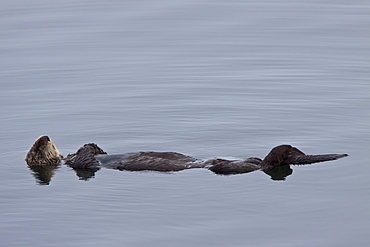 Adult sea otter (Enhydra lutris kenyoni) in Inian Pass, Southeastern Alaska, USA. Pacific Ocean