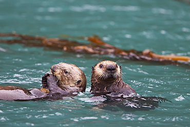 Adult sea otter (Enhydra lutris kenyoni) mother and pup in Inian Pass, Southeastern Alaska, USA. Pacific Ocean