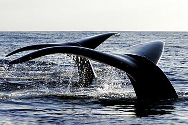 Adult humpback whale (Megaptera novaeangliae) fluke-up dive side-by-side in the AuAu Channel, Maui, Hawaii, USA. Pacific Ocean.