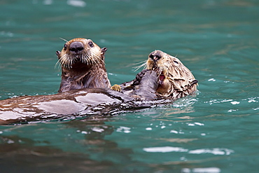 Adult sea otter (Enhydra lutris kenyoni) mother and pup in Inian Pass, Southeastern Alaska, USA. Pacific Ocean