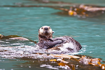 Adult sea otter (Enhydra lutris kenyoni) mother and pup in Inian Pass, Southeastern Alaska, USA. Pacific Ocean