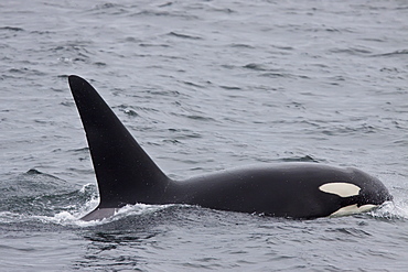 A small resident Orca pod (Orcinus orca) encountered in Chatham Strait, Southeast Alaska