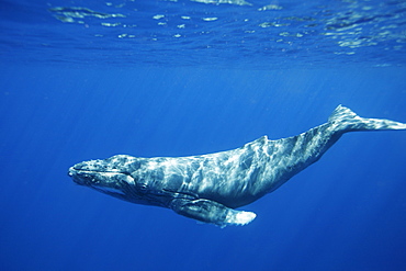 A curious newborn humpback whale calf (Megaptera novaeangliae) approaches the boat in the AuAu Channel, Maui, Hawaii, USA