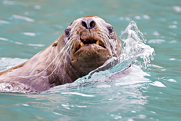 Northern (Steller) sea lion (Eumetopias jubatus) close-up in Southeastern Alaska, USA