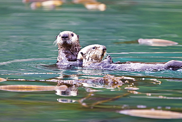 Adult sea otter (Enhydra lutris kenyoni) mother and pup in Inian Pass, Southeastern Alaska, USA. Pacific Ocean