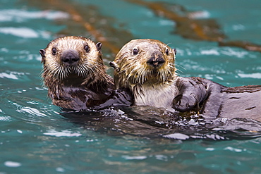 Adult sea otter (Enhydra lutris kenyoni) mother and pup in Inian Pass, Southeastern Alaska, USA. Pacific Ocean