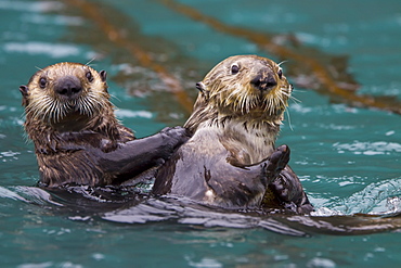 Adult sea otter (Enhydra lutris kenyoni) mother and pup in Inian Pass, Southeastern Alaska, USA. Pacific Ocean