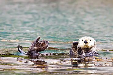 Adult sea otter (Enhydra lutris kenyoni) in Inian Pass, Southeastern Alaska, USA. Pacific Ocean