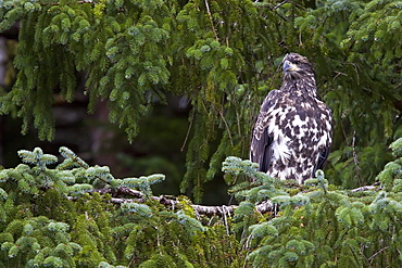 Juvenile bald eagle (Haliaeetus leucocephalus) just outside of Sitka, Southeast Alaska, USA. Pacific Ocean