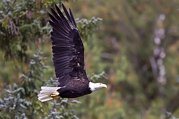 Adult bald eagle (Haliaeetus leucocephalus) just outside of Sitka, Southeast Alaska, USA. Pacific Ocean