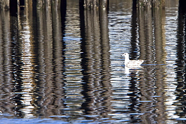 Adult herring gull (Larus argentatus) in Southeast Alaska, USA.